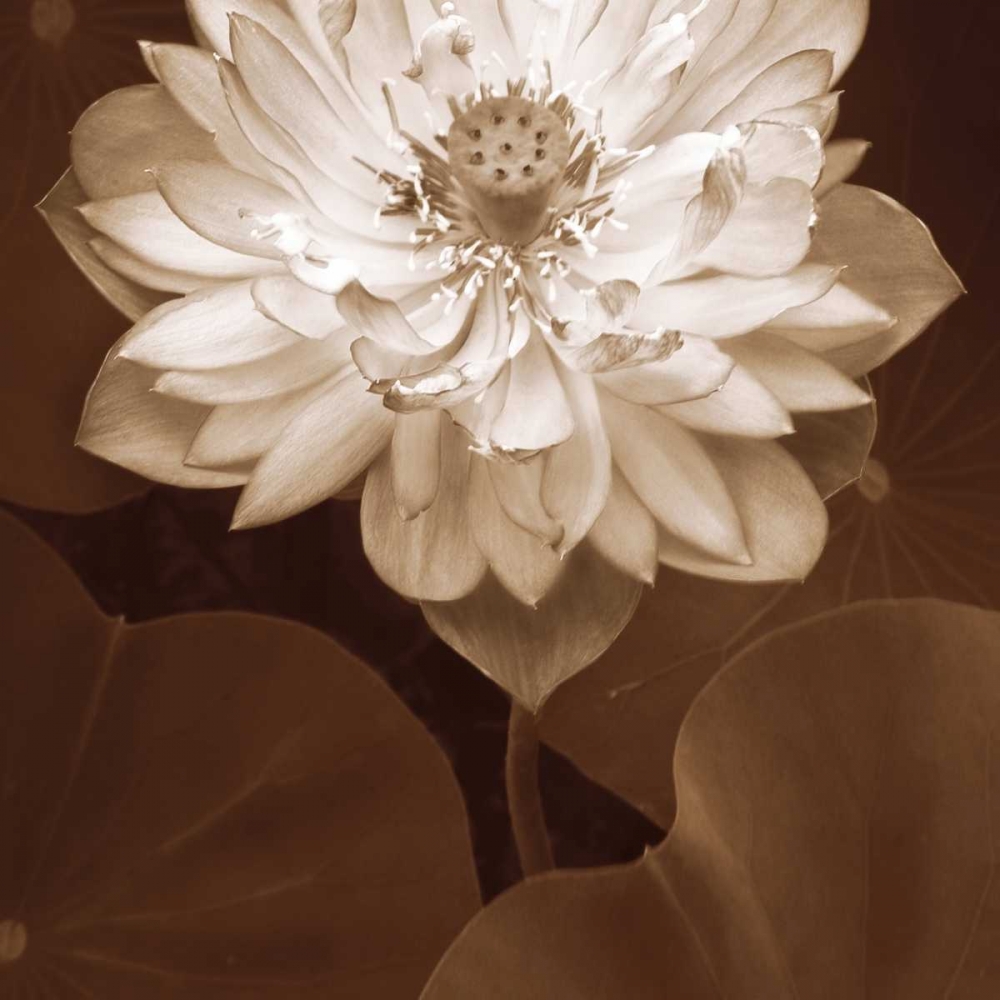 Wall Art Painting id:15091, Name: Lotus Welcome, Artist: Swanson, Rebecca