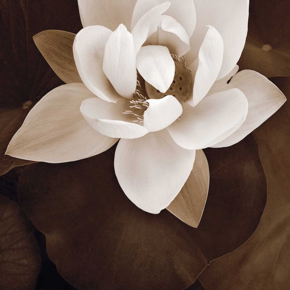Wall art: Amazon Lotus, by Swanson, Rebecca