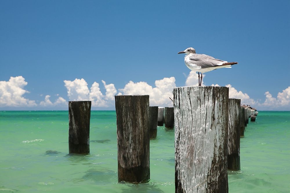 Art Print: Welcome to Naples, Florida