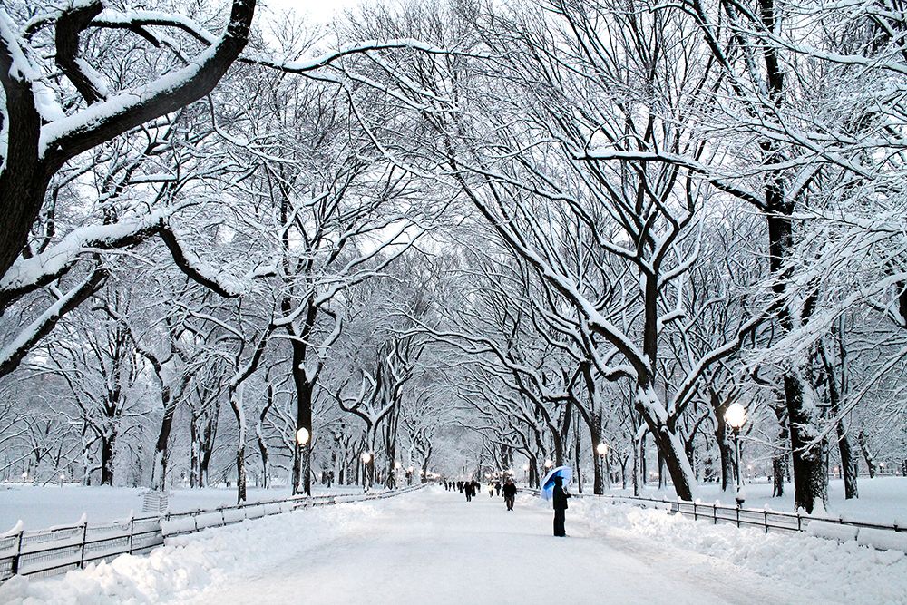 Art Print: White Wonder