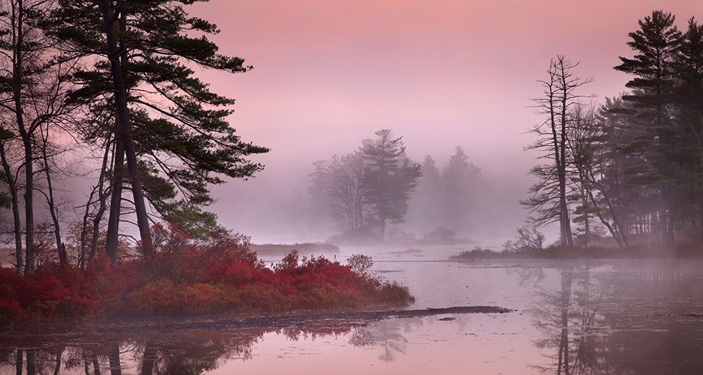 Art Print: Pink Fog