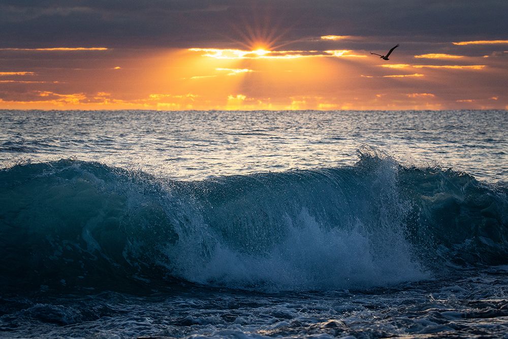 Art Print: Pelican at Dawn