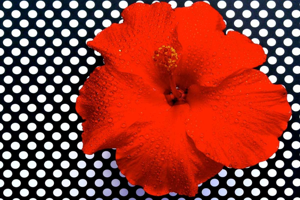 Wall Art Painting id:73989, Name: Red Hibiscus, Artist: Peck, Gail