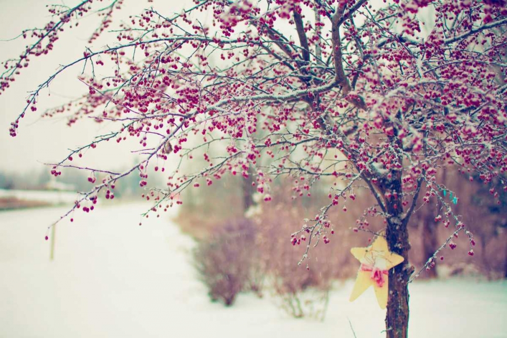 Art Print: Winter Berries I