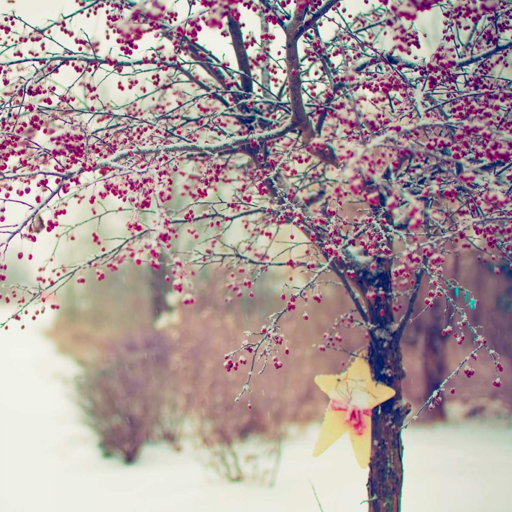 Art Print: Winter Berries II