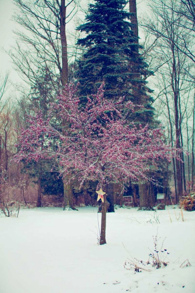 Art Print: Winter Berries III