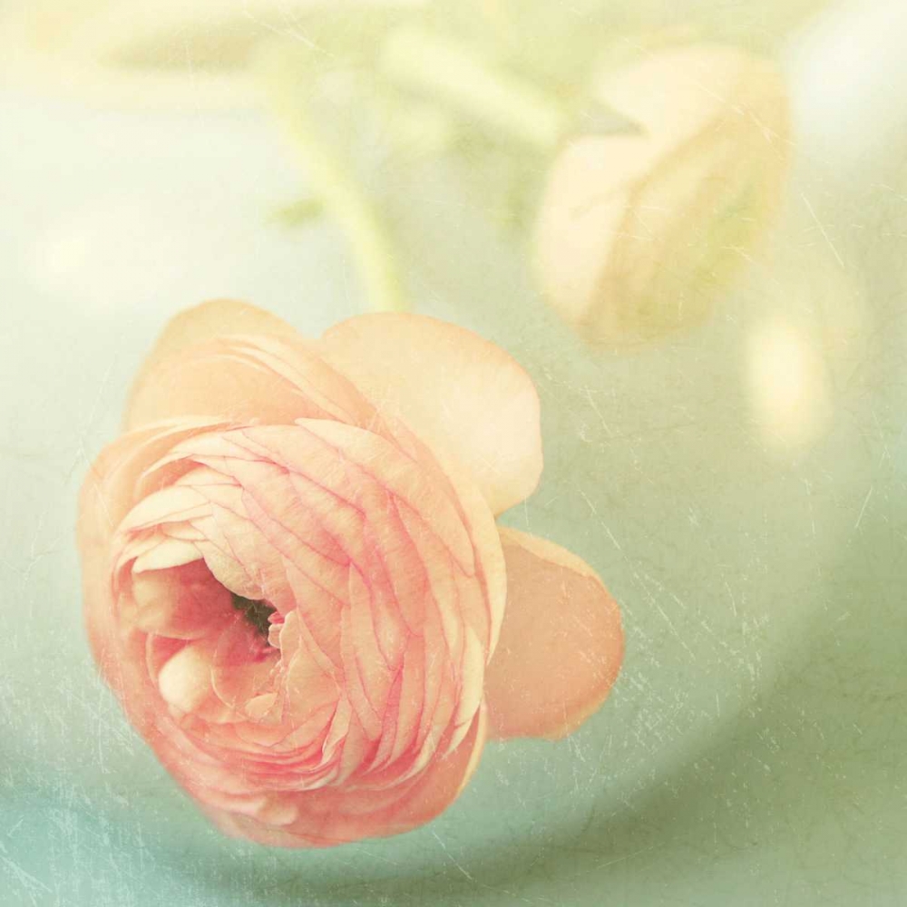 Art Print: Vintage Peony II