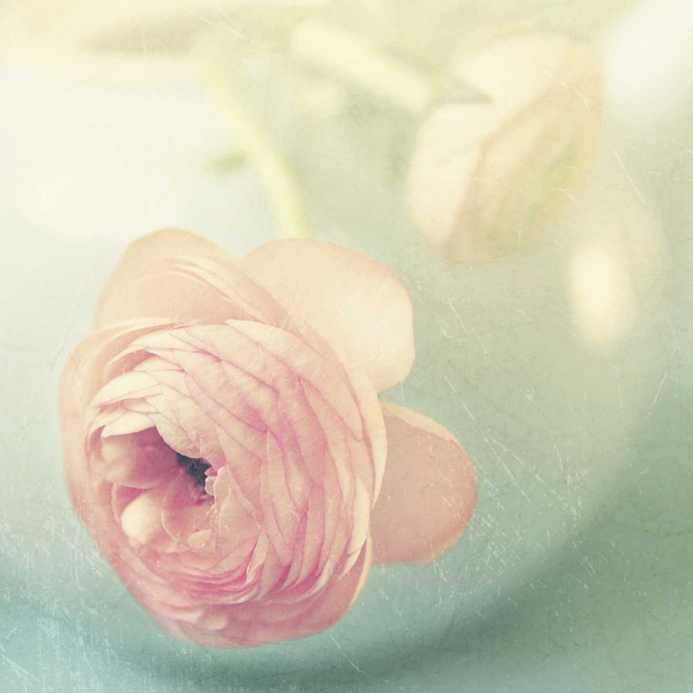 Wall Art Painting id:47423, Name: Vintage Pink Peony II, Artist: Gardner, Sarah