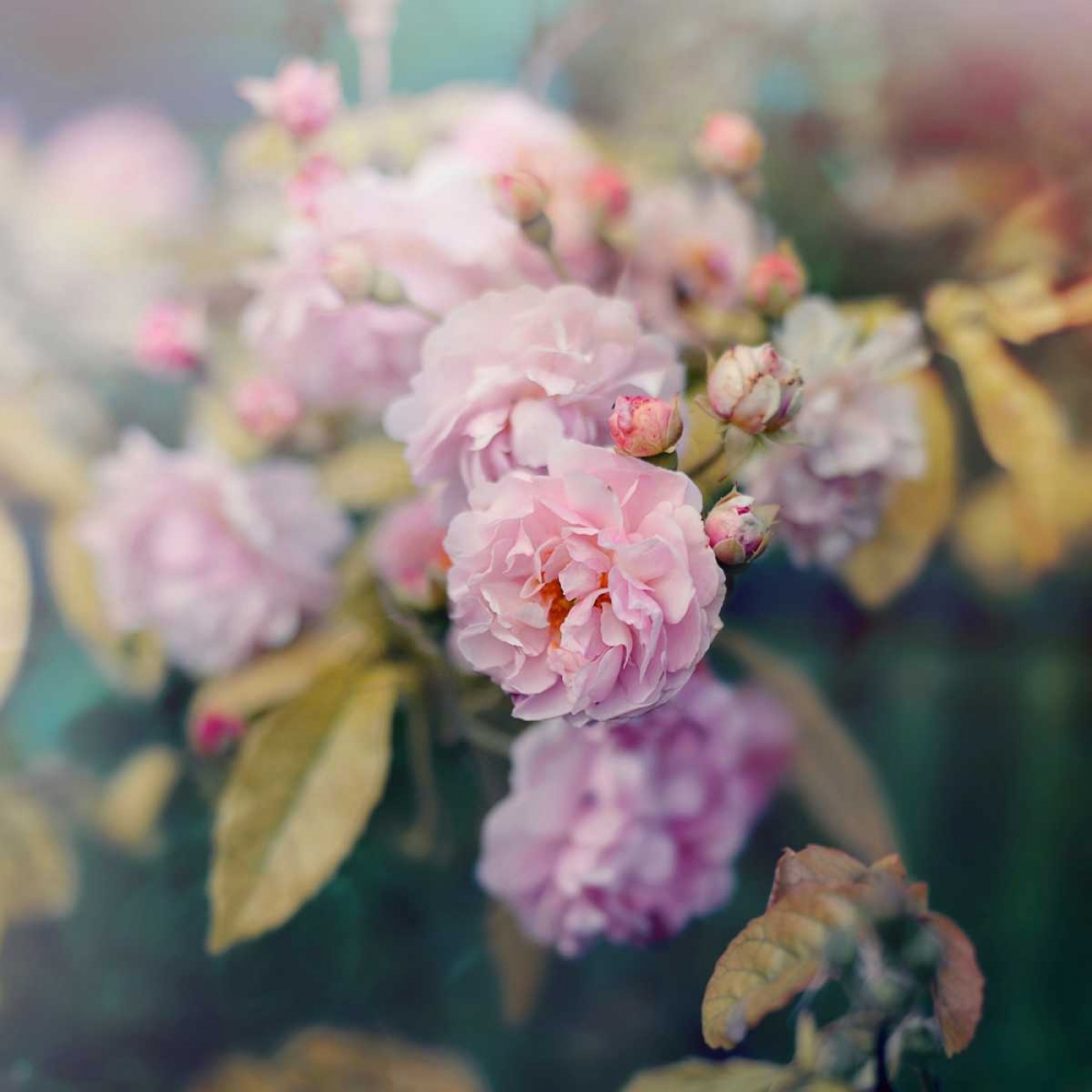 Wall Art Painting id:74000, Name: Season of Blossoms, Artist: Gardner, Sarah