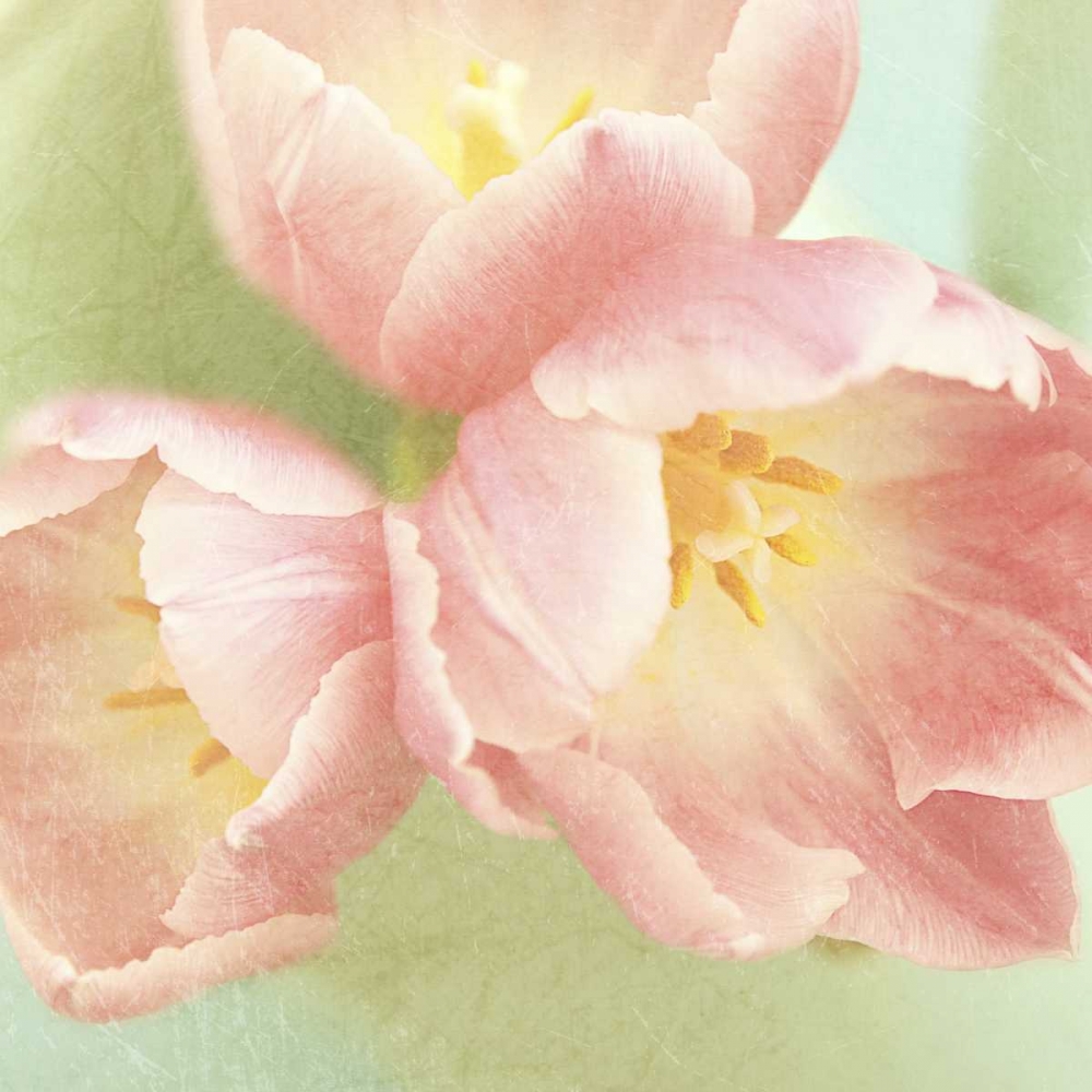 Wall Art Painting id:47424, Name: Resplendent Pink Blossoms Square, Artist: Gardner, Sarah