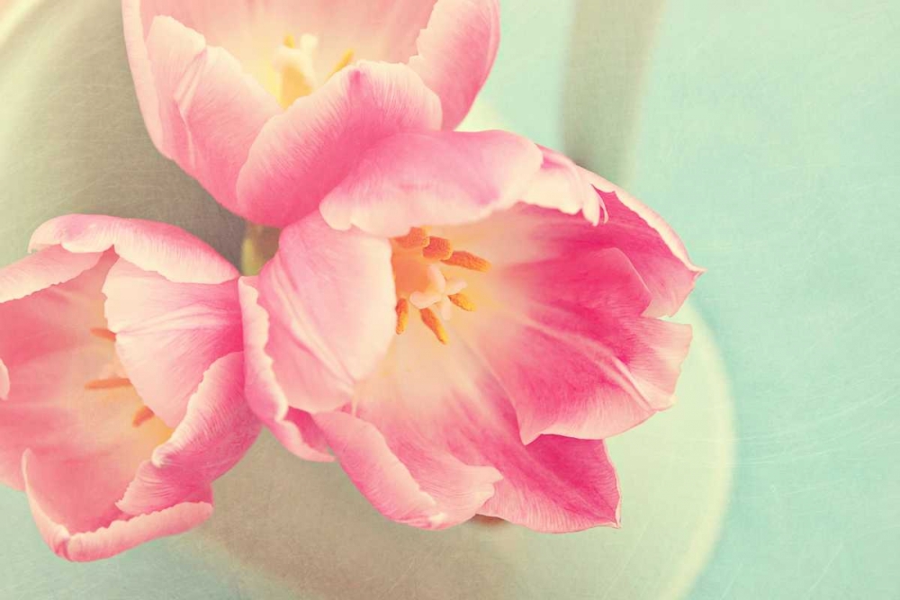 Wall Art Painting id:74002, Name: Resplendent Blossoms, Artist: Gardner, Sarah