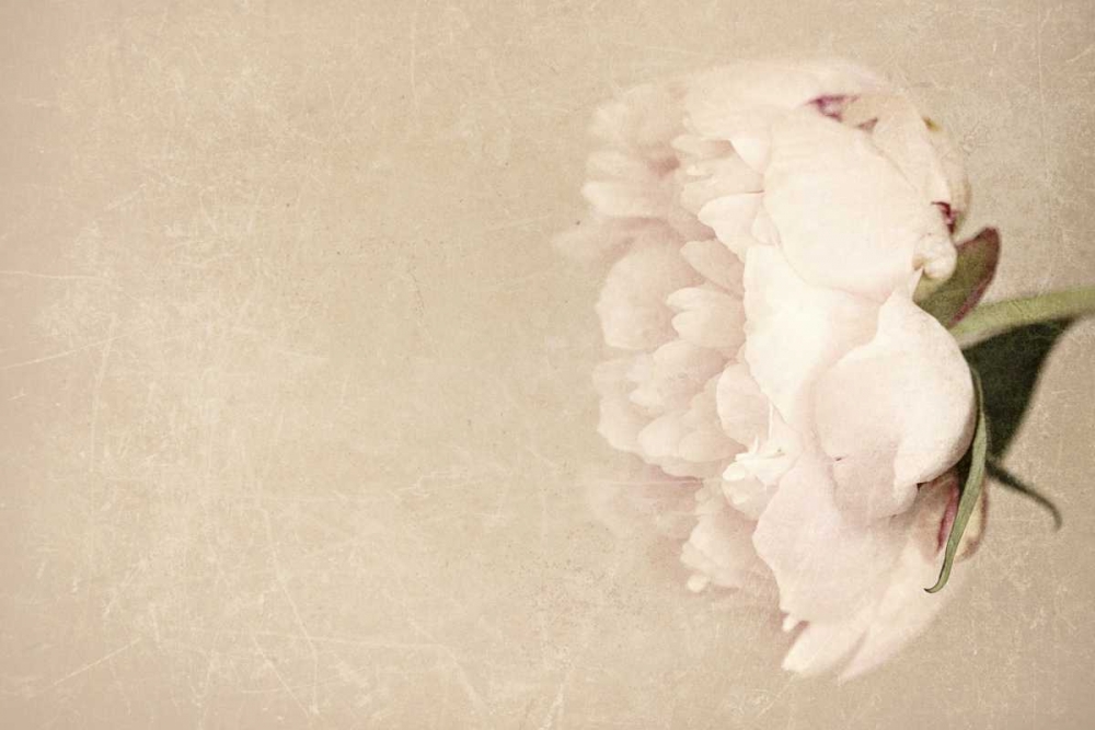 Wall Art Painting id:47355, Name: Alluring Flower, Artist: Gardner, Sarah