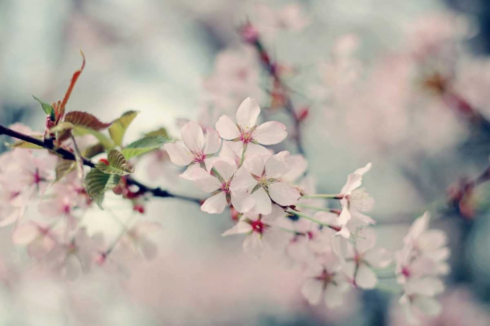 Wall Art Painting id:74003, Name: A Branch of Beauty, Artist: Gardner, Sarah