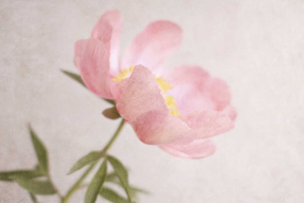 Wall Art Painting id:47357, Name: Soft Petals, Artist: Gardner, Sarah