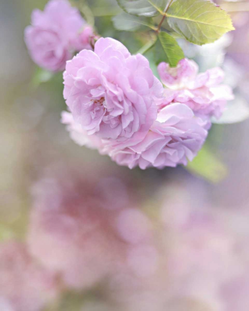 Wall Art Painting id:47446, Name: Graceful Floral, Artist: Gardner, Sarah