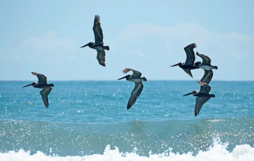 Art Print: Pelican II