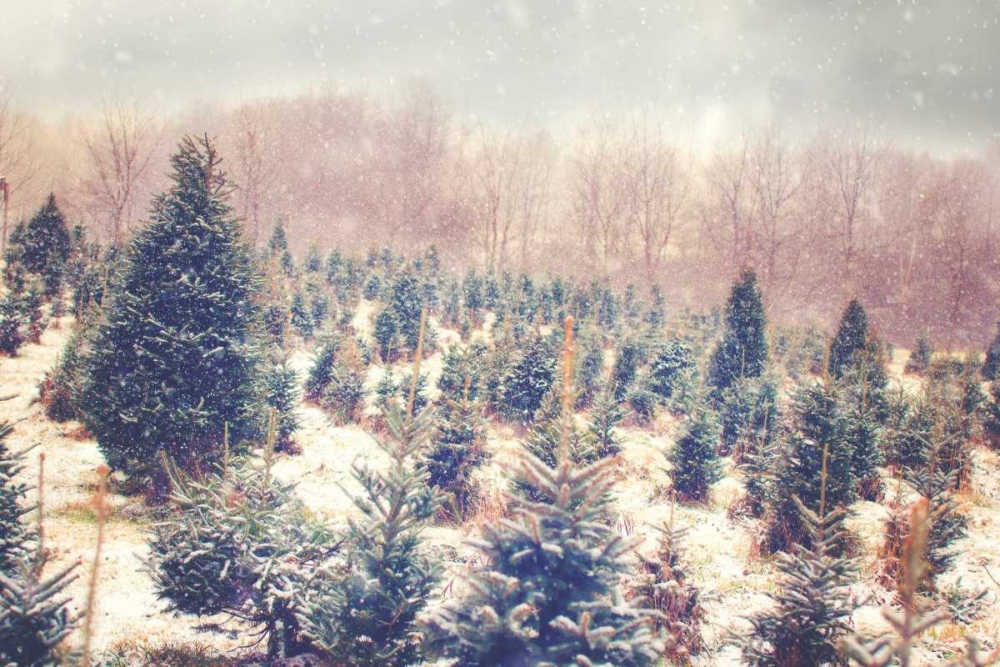 Art Print: Natures Beauty