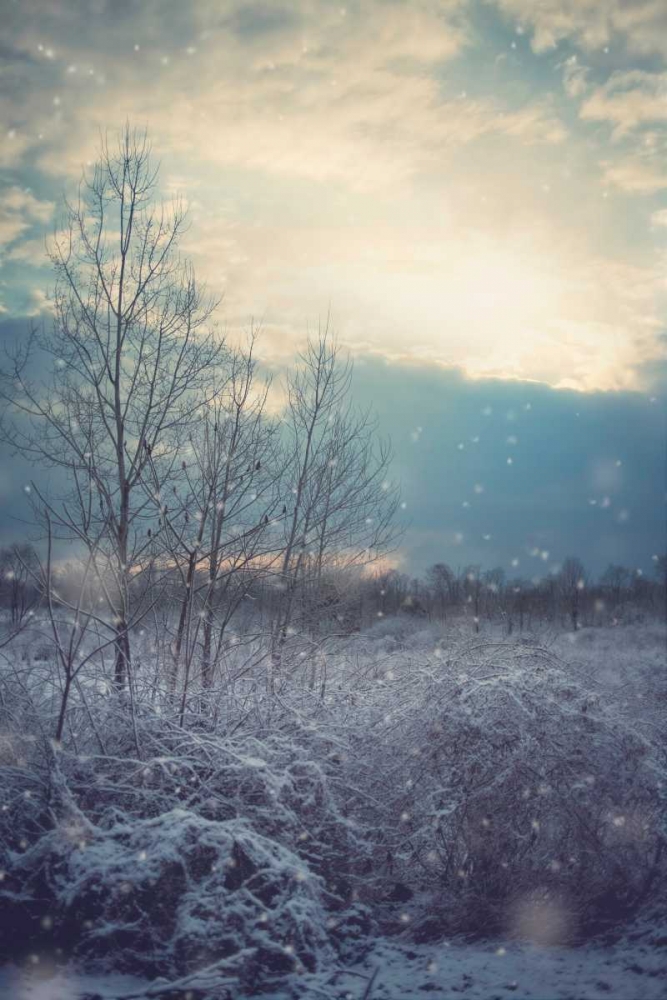 Art Print: A Winters Day