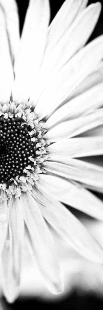 Wall Art Painting id:122252, Name: White Bloom I, Artist: Bryant, Susan