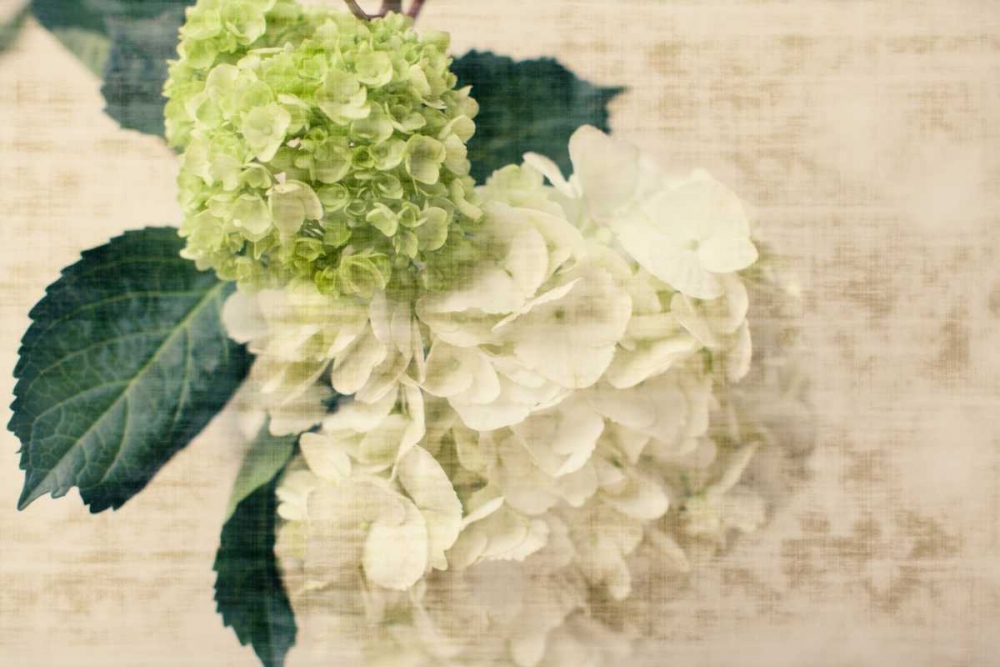 Wall Art Painting id:122250, Name: Hydrangeas I, Artist: Bryant, Susan