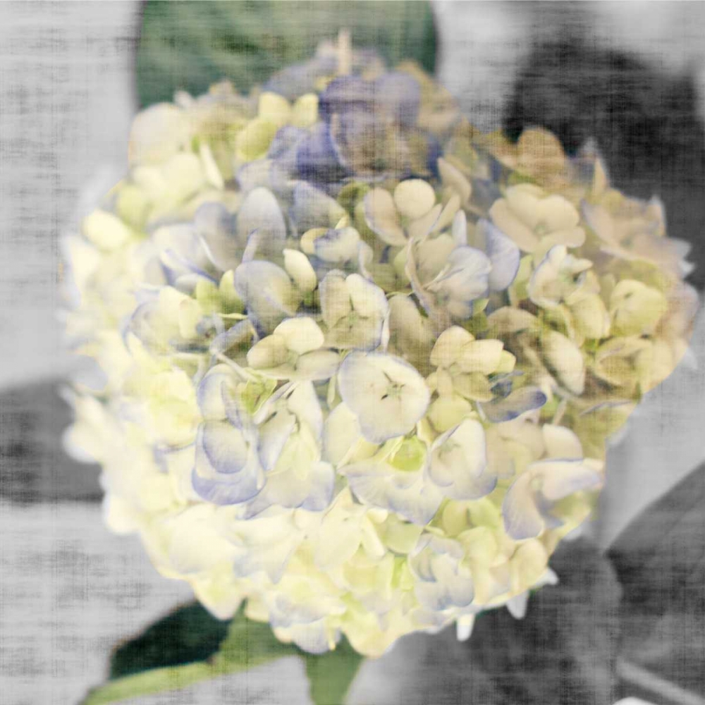 Wall Art Painting id:122255, Name: White Hydrangeas II, Artist: Bryant, Susan