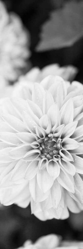 Wall Art Painting id:122256, Name: White Bloom II, Artist: Bryant, Susan