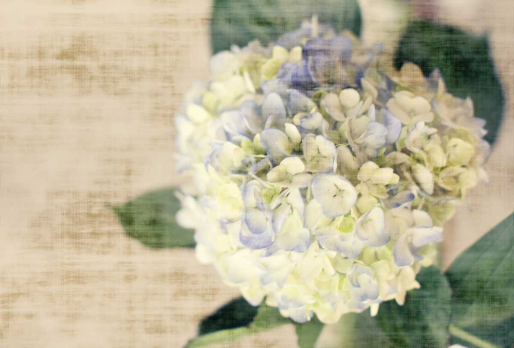 Wall Art Painting id:122254, Name: Hydrangeas II, Artist: Bryant, Susan