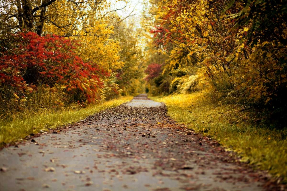 Art Print: Quiet Autumn Path