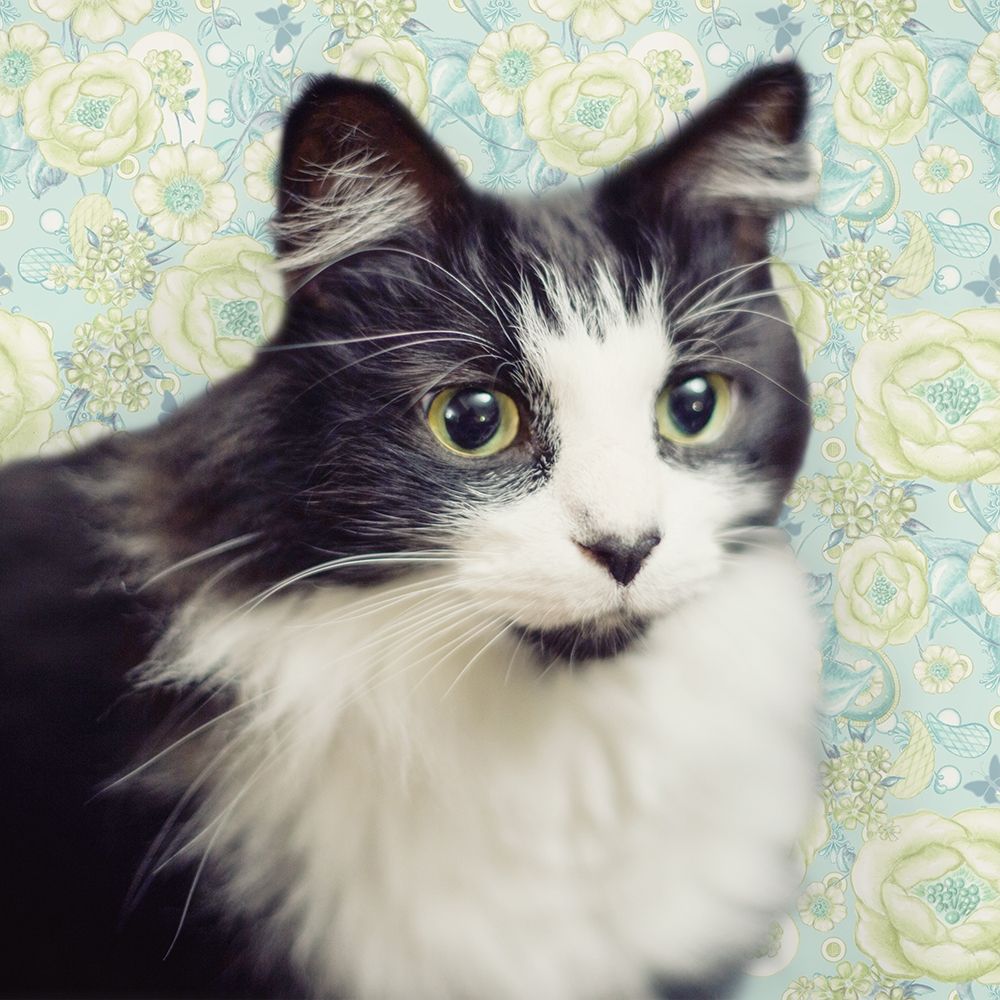 Wall Art Painting id:204752, Name: Cat on Paisley, Artist: Metz, Andi