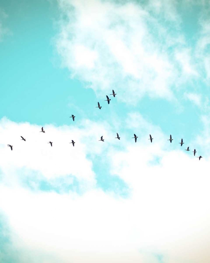 Wall art: Flying V, by Poynter, Kelly