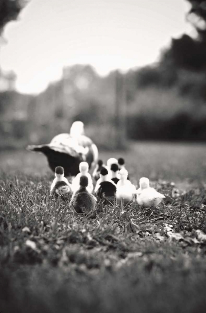 Art Print: Ducklings