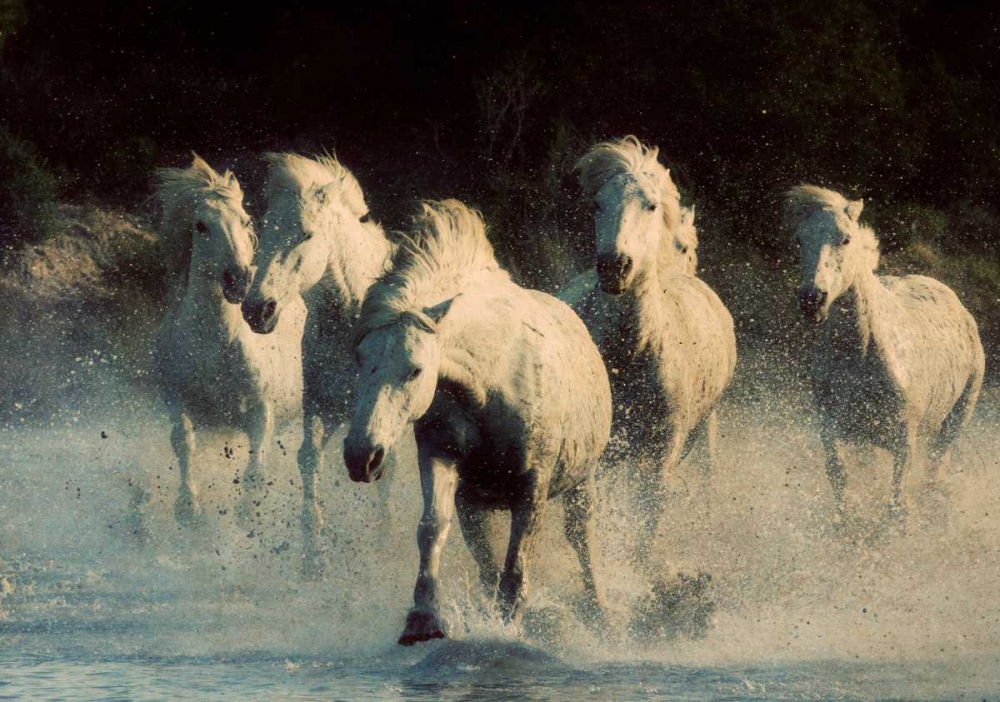 Wall art: White Running Horses, by Walker, Carol