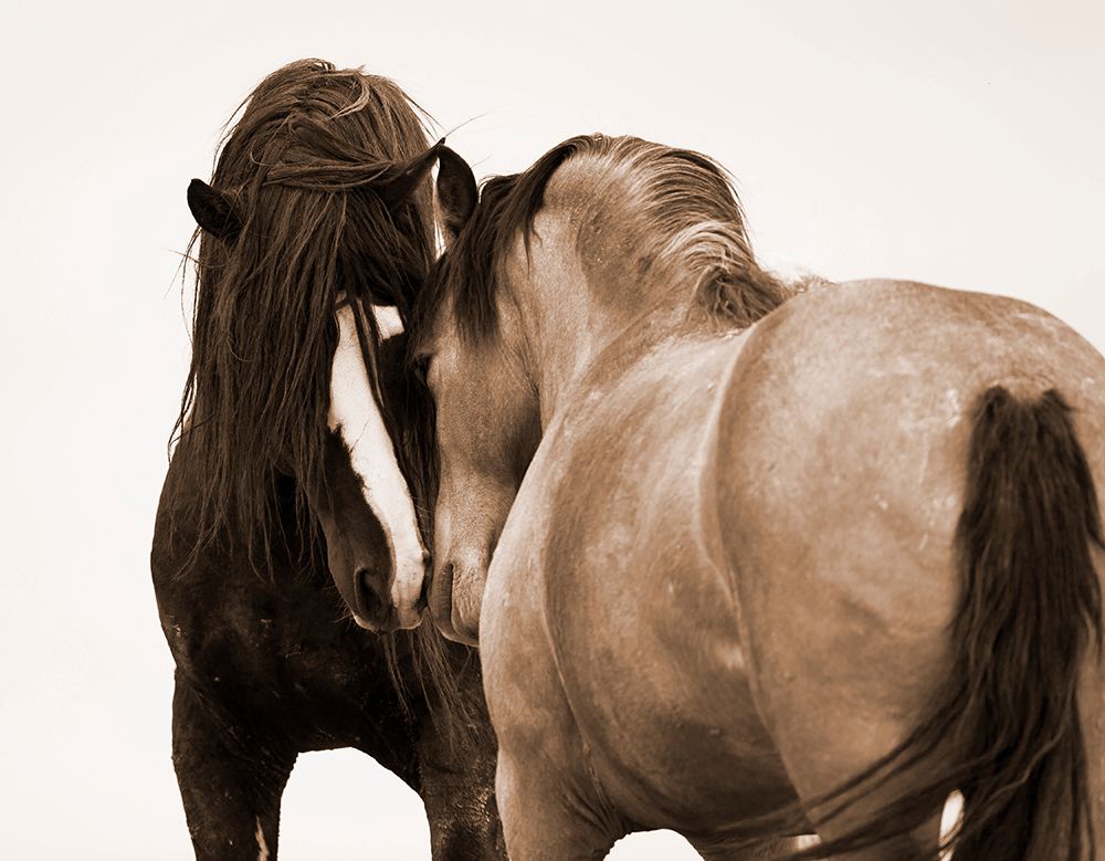 Art Print: Horses Courting