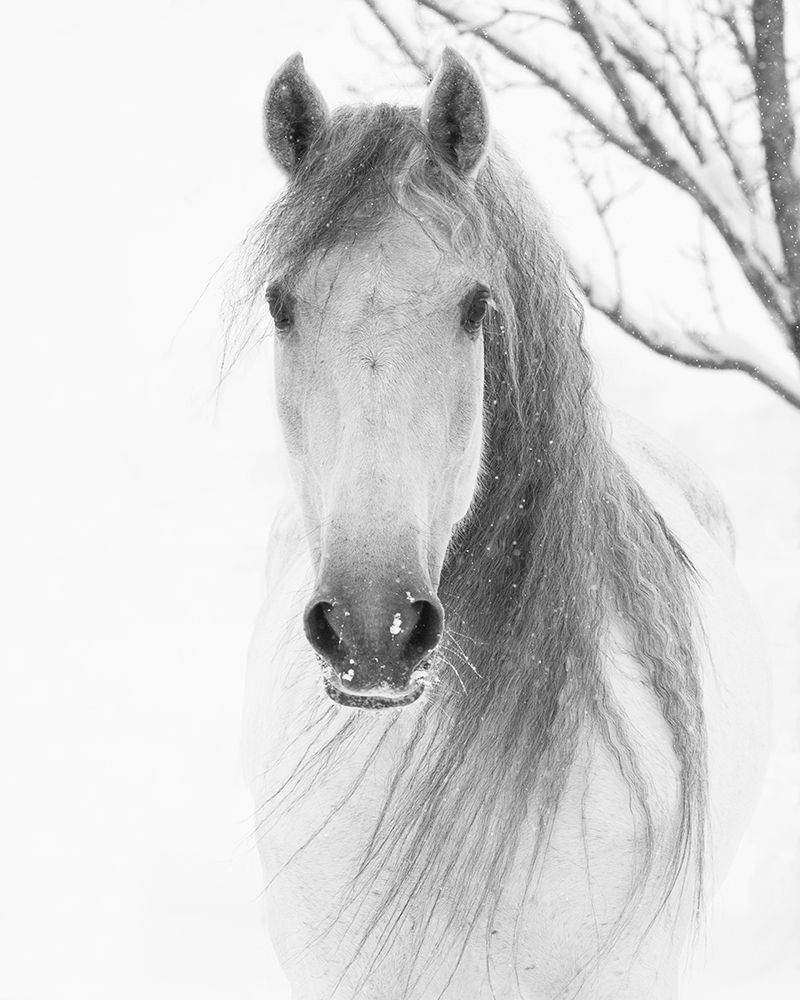 Art Print: Facing Horse