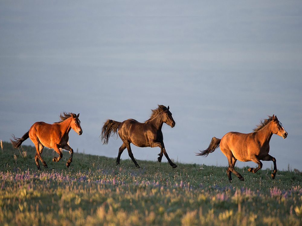 Art Print: Chase of Life