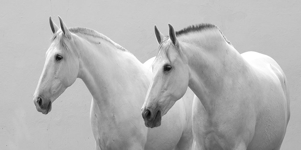 Art Print: White Horses