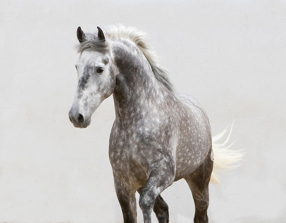 Art Print: Trotting Along