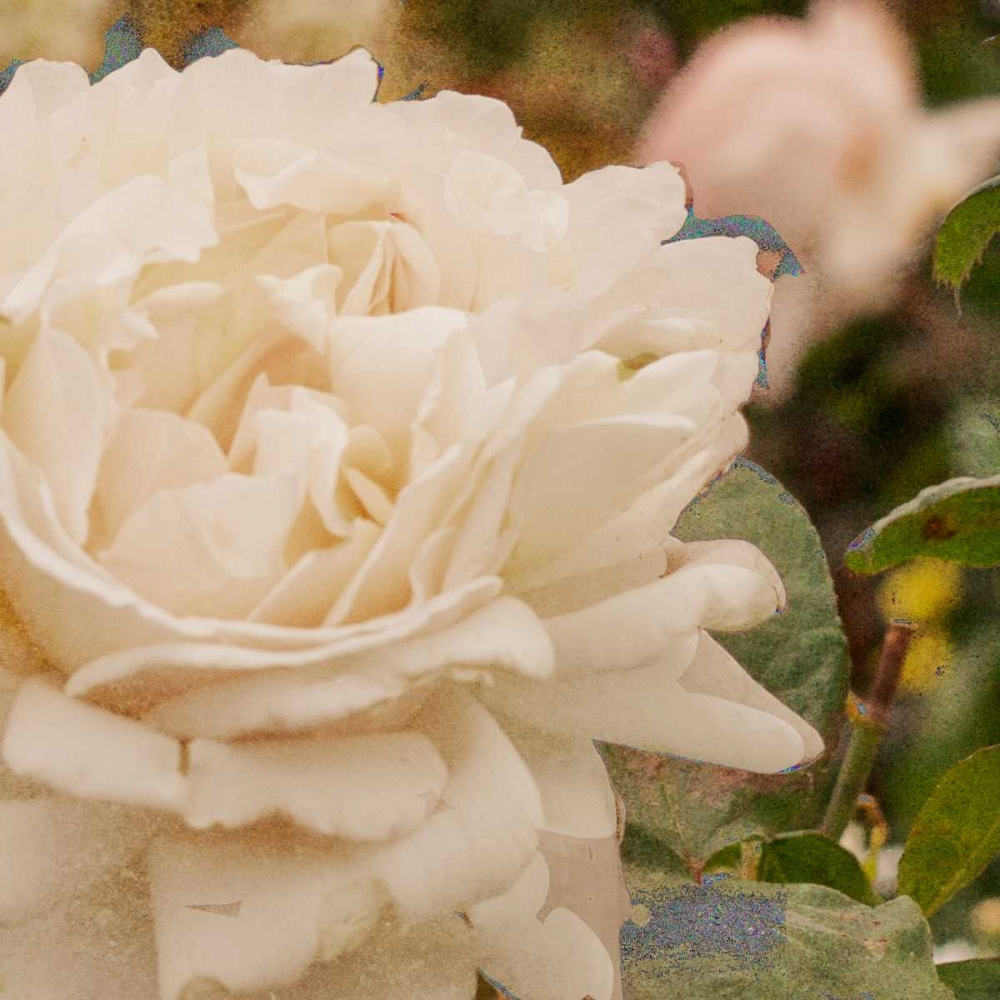 Wall Art Painting id:122513, Name: Vintage Rose II, Artist: Navas, Emily