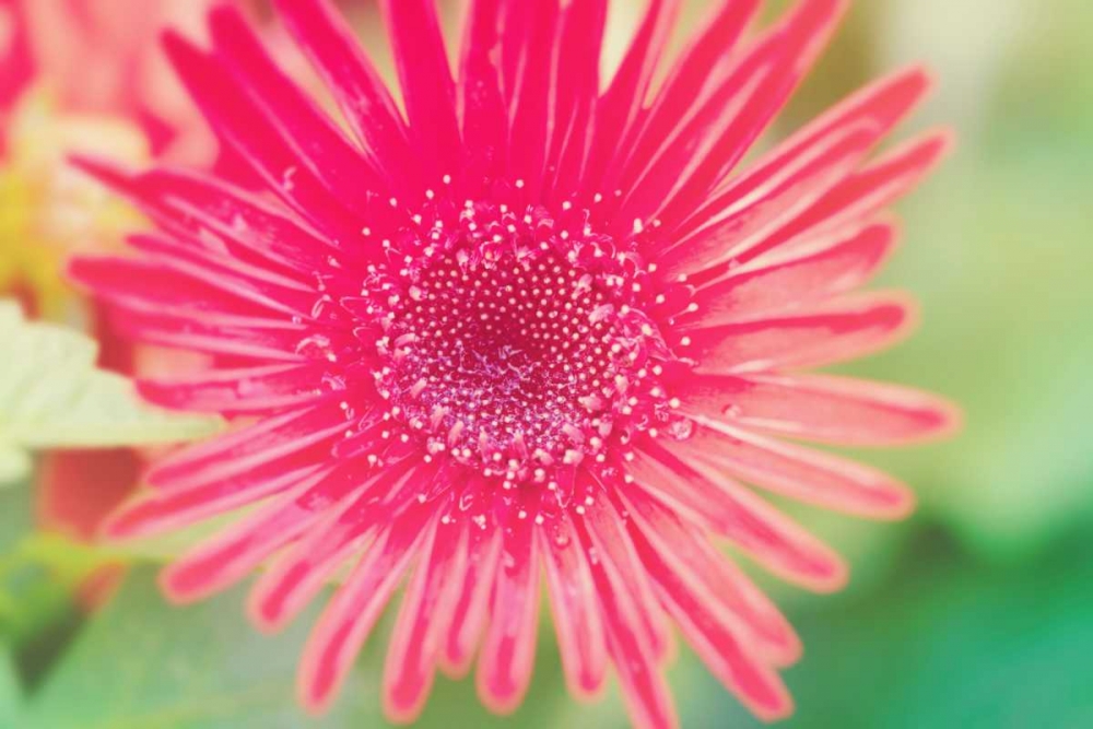 Wall Art Painting id:122641, Name: Pink Gerbera, Artist: Bryant, Susan