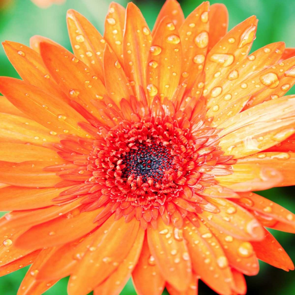 Wall Art Painting id:122638, Name: Mixed Gerber I, Artist: Bryant, Susan