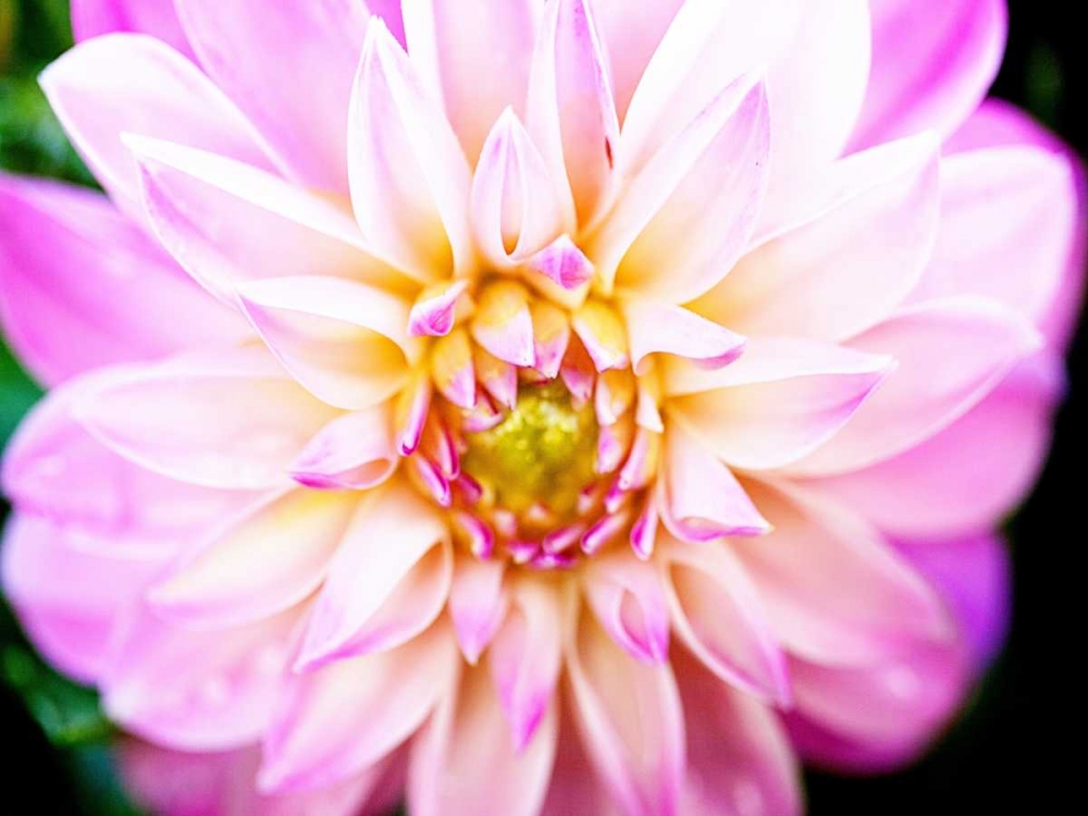 Wall Art Painting id:122655, Name: Pink Explosion II, Artist: Bryant, Susan