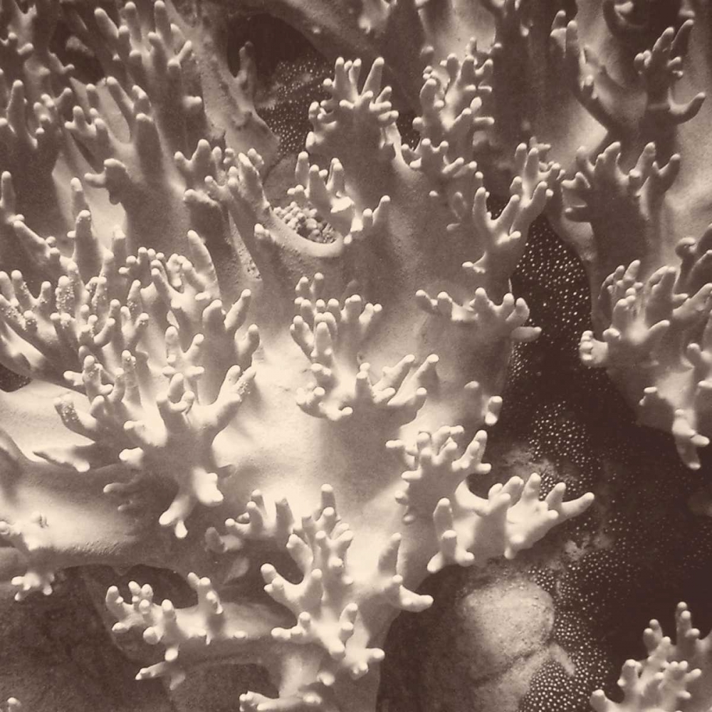 Art Print: Sepia Barrier Reef Coral I