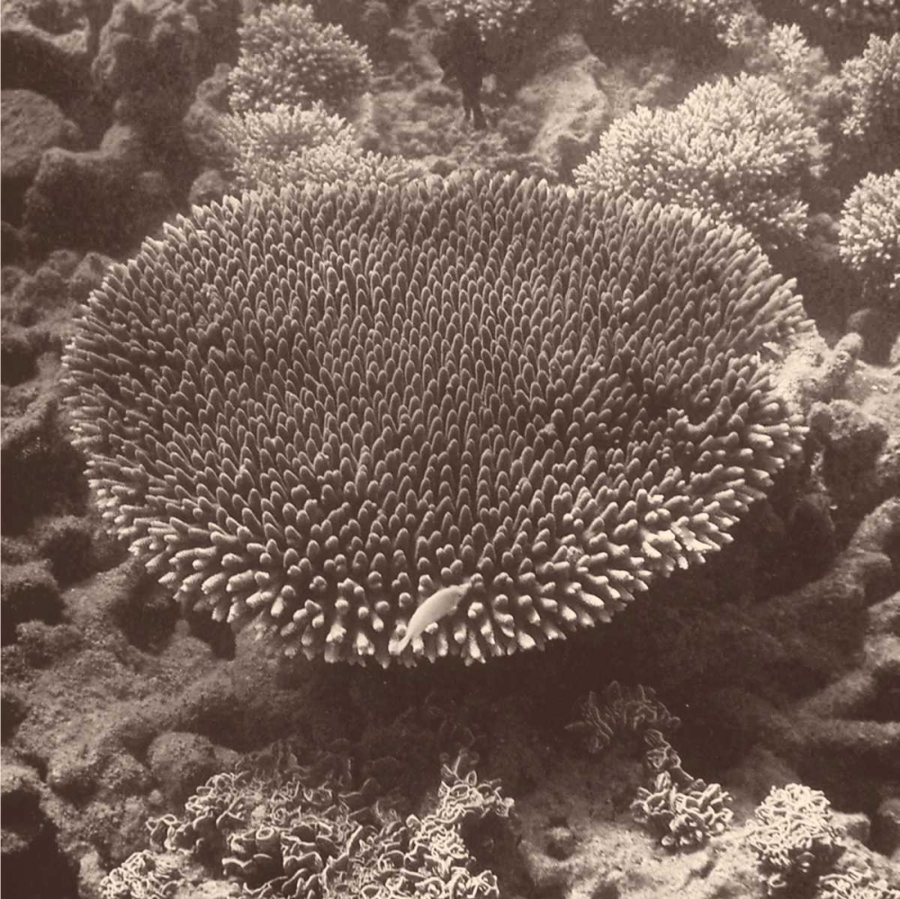 Art Print: Sepia Barrier Reef Coral II