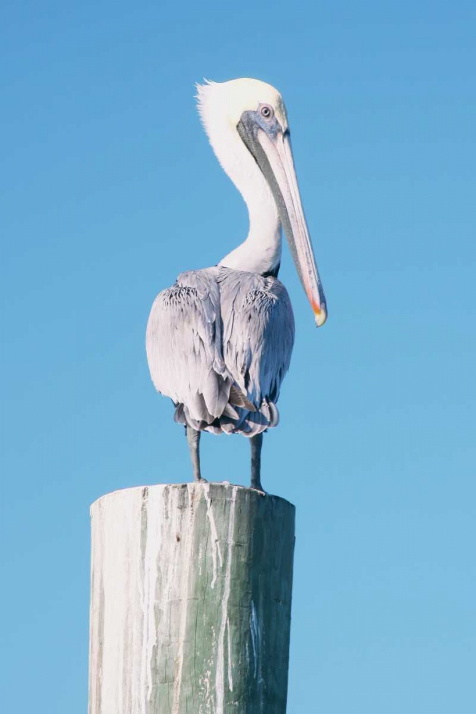 Art Print: Pelican Perched I