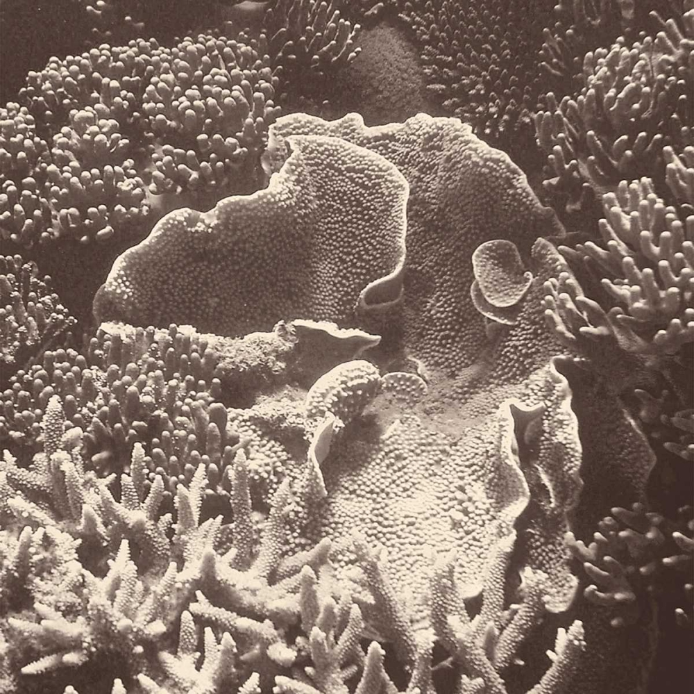 Art Print: Sepia Barrier Reef Coral III