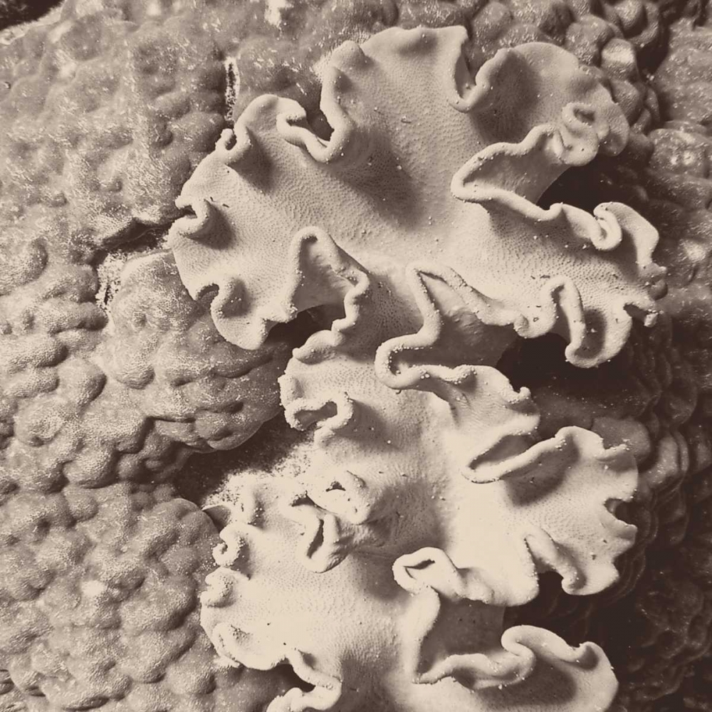 Art Print: Sepia Barrier Reef Coral IV