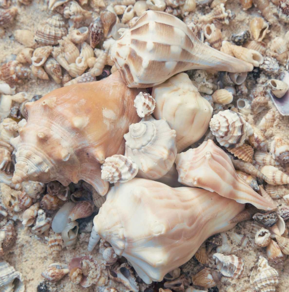 Art Print: Shell Collection I