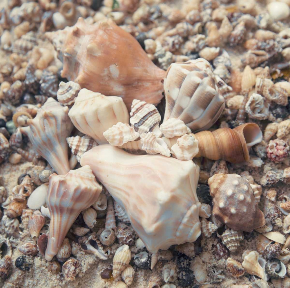 Art Print: Shell Collection II