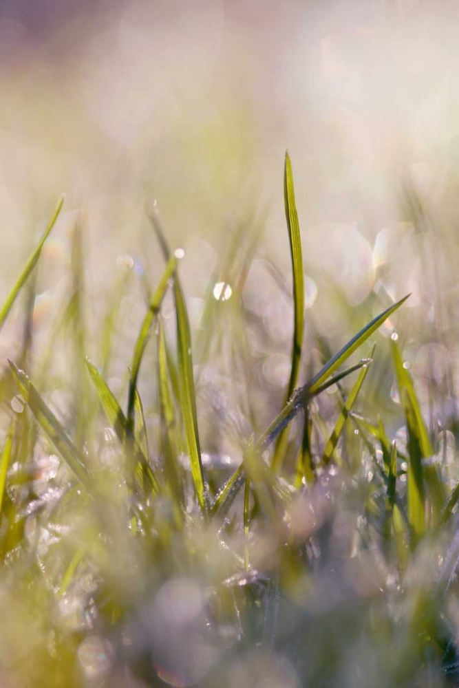 Art Print: Soft Morning Dew I