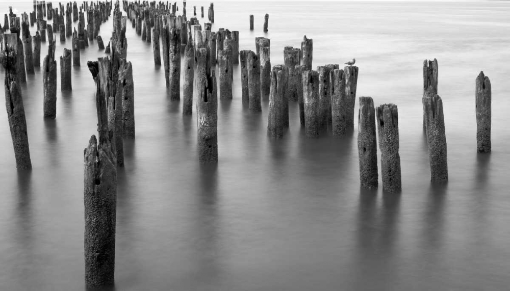 Art Print: Hudson River Pilings